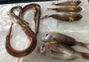 「魚魚市場鮮魚コーナーおすすめは「クロ」です♪」