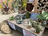 「モンタナ実生株をコレクションに追加！　【福島市　観葉植物専門店】」