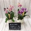 胡蝶蘭　ミディ「♬敬老の日☆秋のお彼岸♬」