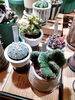 アストロフィツムなど「植物入荷情報！アストロフィツム　ギノムカリキウム　紫太陽　マミラリア　クンチー　大鳳閣　ユーフォルビア　大量入荷！　アガベ　塊根　観葉植物　サボテン　多肉　八王子市　八王子駅　八王子植物店　」