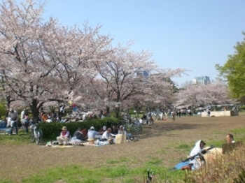 江東区 猿江恩賜公園 東京 桜特集 しんじゅくノート 新宿区