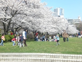 江東区 猿江恩賜公園 東京 桜特集 しんじゅくノート 新宿区