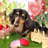 ダックス　シャンプー部分カット「🐶ミックス、ダックス、トリミングのお友達🍓」