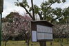 「早春の俳句大募集」