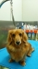 「ダックスのはるちゃんが来てくれました(*^^*)」