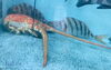 「魚魚市場鮮魚コーナーおすすめは「ヒラメ・イシダイ」です♪」