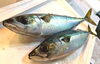 「房州産　鯖」