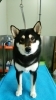 「柴犬のムサシ君が来てくれました(*^^*)」