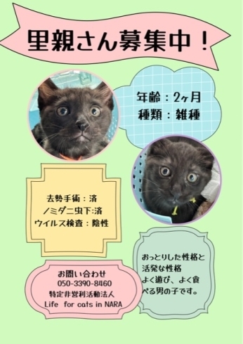 「猫に困ったらご相談を、サポートさせていただきます(活動地域は主に奈良県中南部、それ以外もご相談下さい」