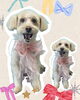 「Dog salon mofu mofu　余市町」