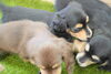 「ミニチュアダックス子犬情報」