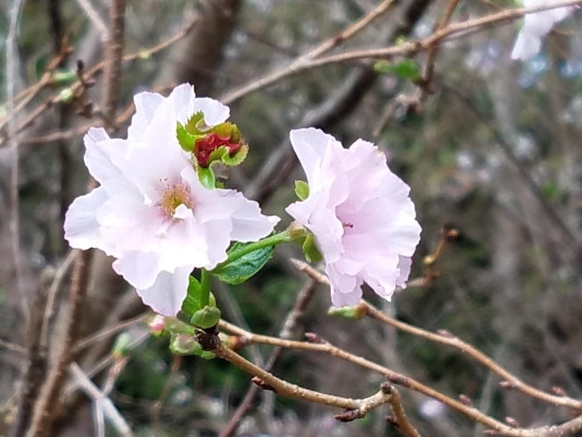 北浦庁舎脇の道です。「秋~だけど、桜の便り~~~( *´艸)( *´艸)」