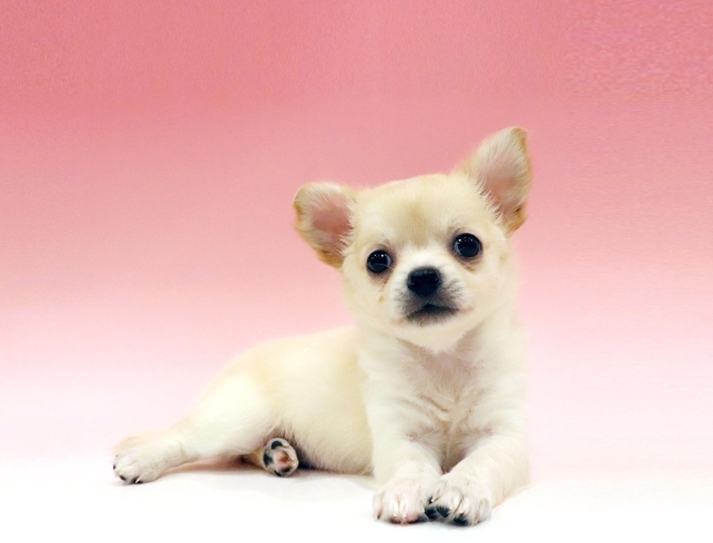 3月29日生まれのチワワの女の子が入園しました Dog Cat Jokerグリーンスプリングス立川店のニュース まいぷれ 立川市 3月29日生まれのチワワの女の子が入園しました Dog Cat Jokerグリーンスプリングス立川店のニュース まいぷれ 立川市