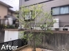 シマトネリコの剪定をしました 植木屋ハッピーグリーンのニュース まいぷれ 川西 三田 猪名川