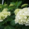 鎌ケ谷の紫陽花の名所！？　「あじさいの里」をついに発見しました