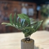 おすすめグリーンポット🌿