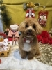 「🐶今日のトリミングのお友達🎍」
