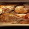 鯛入荷しております
