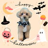 「Dog salon mofu mofu　余市町」