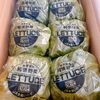 「「レタス」の出荷も始まってるよー 岩手県産　JAいわて花巻　「レタス」」
