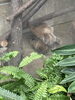 地面で休むナマケモノさん🦥「🃏アリスで歓送迎会🃏ご予約承り中🥰」