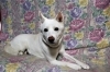 保護犬の月姫、トレーナーによる訓練済みです。「共同生活援助事業所 グループホーム寿樹」