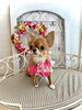 こてつくん「わんこと秋桜🐶」