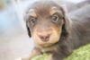 「ミニチュアダックス子犬情報」