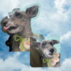「Dog salon mofu mofu　余市町」