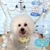 ビション　カット「⚓️6月の営業日⚓️🐶ビションフリーゼ、ダックス、トリミングのお友達⚓️」