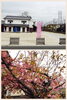 「桜咲く♪」