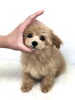 ラブリー♡ちゅーりっぷちゃん「ちゅーりっぷちゃん　( ´ ▽ ` )」
