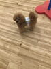 ポワンくん「ましゅまろ幼稚園　^o^」