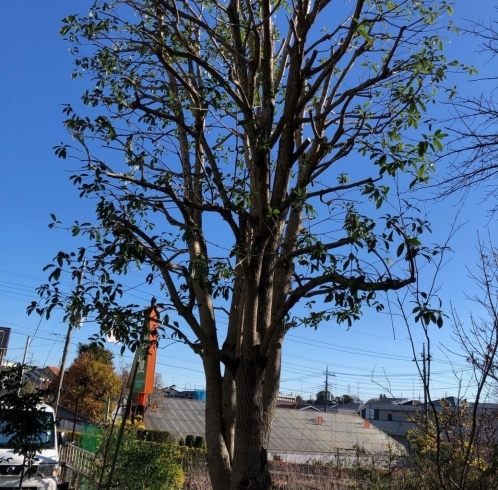 「１２月の圃場の様子です」