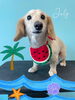 「お友達♡ Dog salon mofu mofu 余市町」