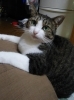 迷い猫オセロ メス猫 中型 を探しています 松山市中須賀付近 ペット情報まとめ 松山 伊予 東温 松前 砥部 まいぷれ 松山 伊予 東温 松前 砥部 迷い猫オセロ メス猫 中型 を探しています 松山市中須賀付近 ペット情報まとめ 松山 伊予 東温 松前 砥部 まいぷれ 松山 伊予 東温 松前 砥部