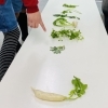 担当する草を選びます( ´ ▽ ` )ﾉ「人日の節句なので　【伊丹の幼児・小学生・中学生指導塾　本物の国語・英語を学ぶ】」