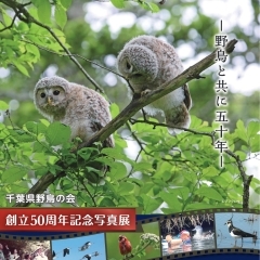 船橋市民ギャラリーで千葉県野鳥の会創立50周年記念写真展を開催　6/3～6/9