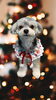 「Dog salon mofu mofu　余市町」