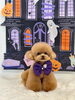 ルルちゃん「Happy Halloween 2026🎃」