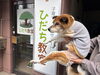 「犬の介護を通して実感した、特別支援教育の知識と経験の力」