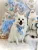 未来ちゃん「2025 Merry Xmas🎄」