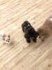 勝利^o^シエル　笑「ましゅまろ幼稚園」