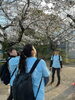 桜を眺めながら「花見Walk ”Imperial Palace Walk 2026”に参加してきました」
