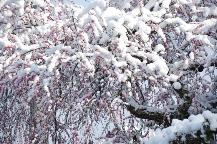 お隣のピンクのしだれ梅も綿帽子を被りました。「彼岸に雪化粧！！」