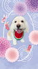 「Dog salon mofu mofu　余市町」