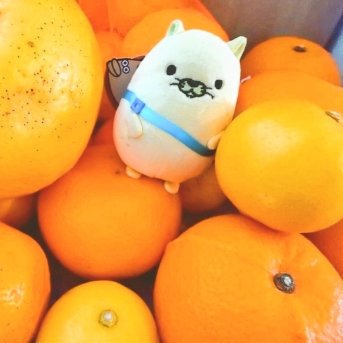 柑橘とにゃモン「おのみち にゃモン公式通販ショップのブログを始めました！」