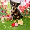 柴犬　シャンプー「🎉1周年🐶景品プレゼント🎁ポメラニアン、柴犬、トリミングのお友達🍓」