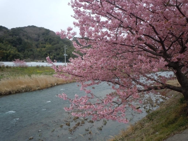 「桜を視察」