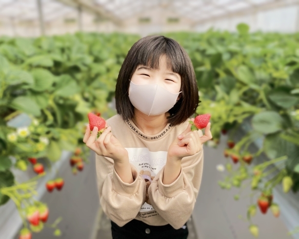 「八千代米本いちご園」千葉県八千代市で「10種のいちご狩り」が楽しめるいちご園♪